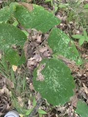 Hamamelis virginiana
