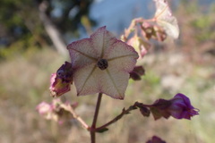 Mirabilis albida