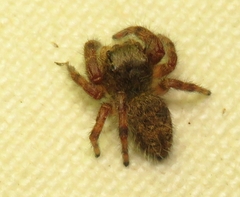 Phidippus