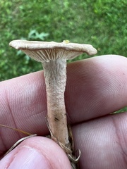 Cantharellula umbonata