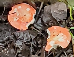 Russula rosacea