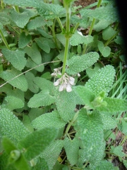 Teucrium scorodonia baeticum