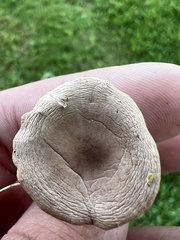 Cantharellula umbonata