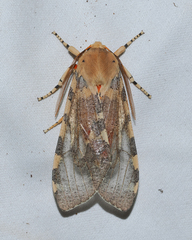 Pseudohemihyalea edwardsii