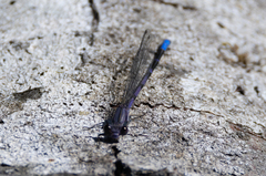 Argia emma