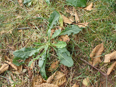 Taraxacum