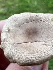 Cantharellula umbonata