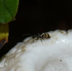 Nylanderia steinheili