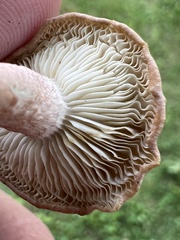 Cantharellula umbonata