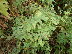 Papaver cambricum