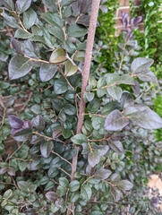 Loropetalum chinense