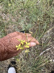 Sisymbrium altissimum