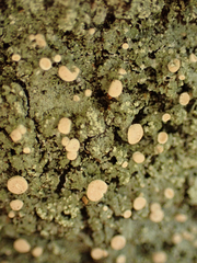 Icmadophila ericetorum