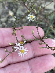 Symphyotrichum depauperatum