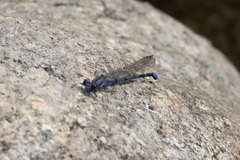 Argia emma