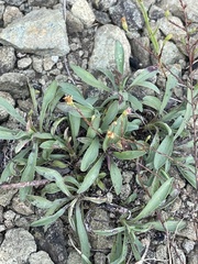 Symphyotrichum depauperatum