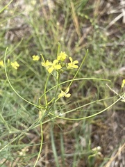 Sisymbrium altissimum