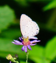 Celastrina neglecta