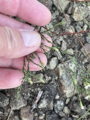 Symphyotrichum depauperatum