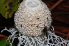 Nylanderia steinheili