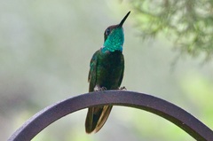 Eugenes fulgens