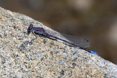 Argia emma