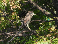 Nycticorax nycticorax