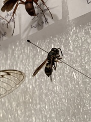 Euodynerus foraminatus