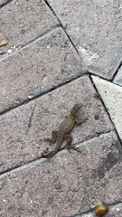 Leiocephalus carinatus