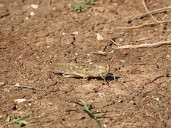 Locusta migratoria
