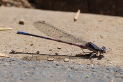 Argia emma