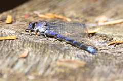 Argia emma