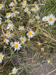 Anthemis cotula