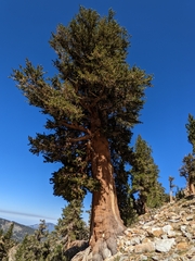 Pinus balfouriana austrina