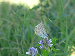 Polyommatus icarus