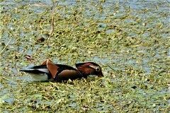 Aix galericulata