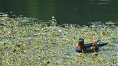 Aix galericulata