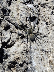 Pardosa lapidicina