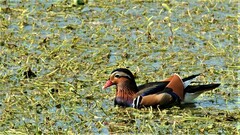 Aix galericulata
