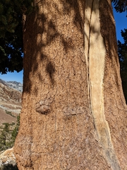 Pinus balfouriana austrina