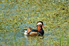Aix galericulata