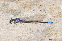 Argia emma