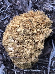 Ramaria rasilispora