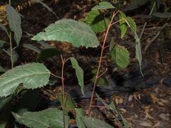 Aristotelia chilensis