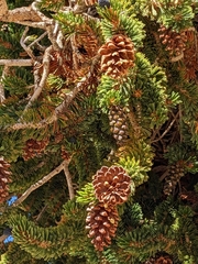 Pinus balfouriana austrina