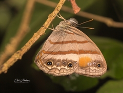 Cissia pseudoconfusa