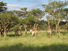 Giraffa camelopardalis giraffa