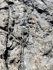 Pardosa lapidicina