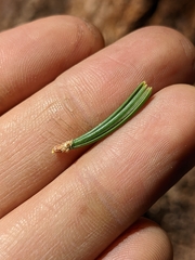 Pinus balfouriana austrina