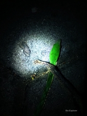 Ahaetulla mycterizans